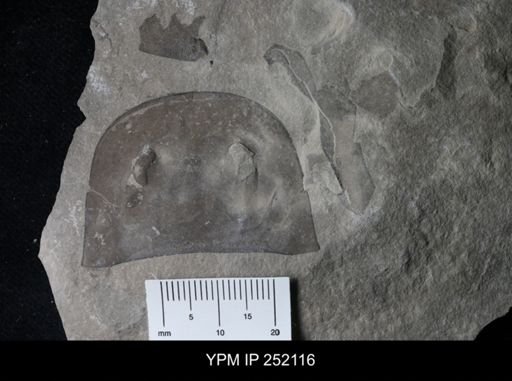 Eurypterus sp.