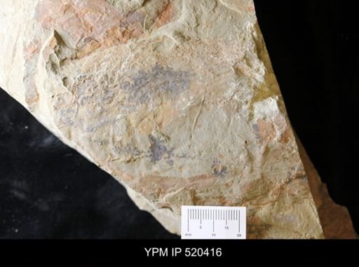 undet. Arthropoda