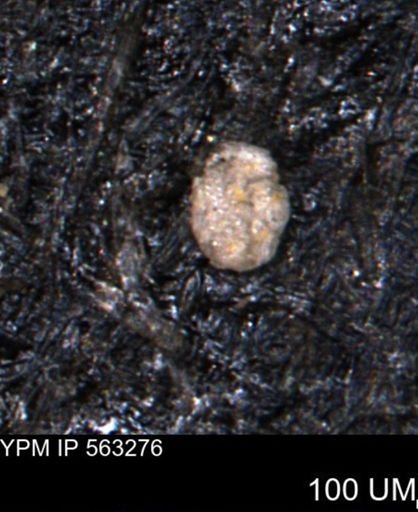 Trochammina gatesensis