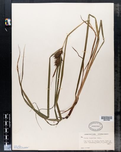 Carex lupulina