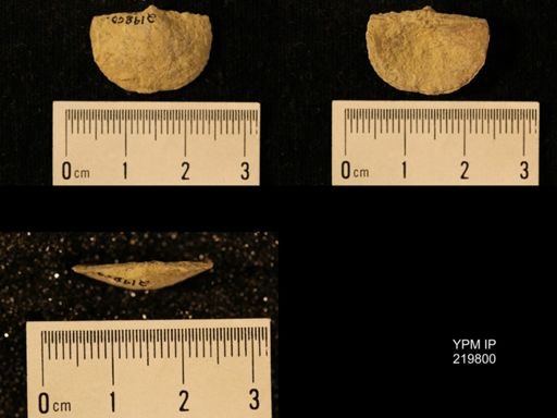 Chonetes granulifer