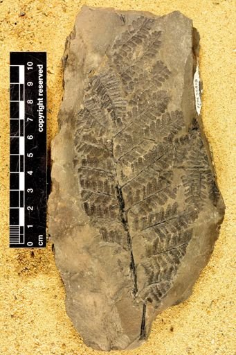 Pecopteris (Asterotheca) miltoni