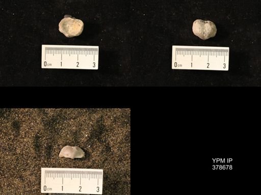 Marginifera wabashensis