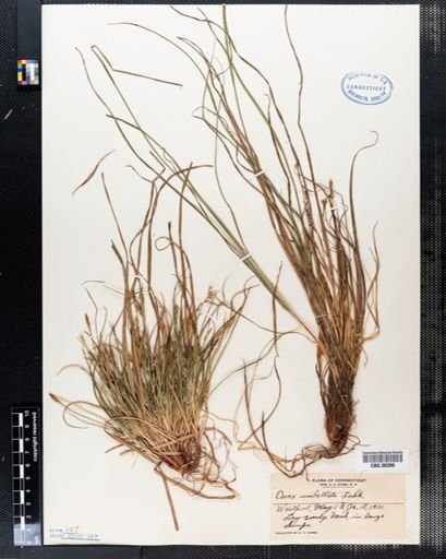Carex umbellata