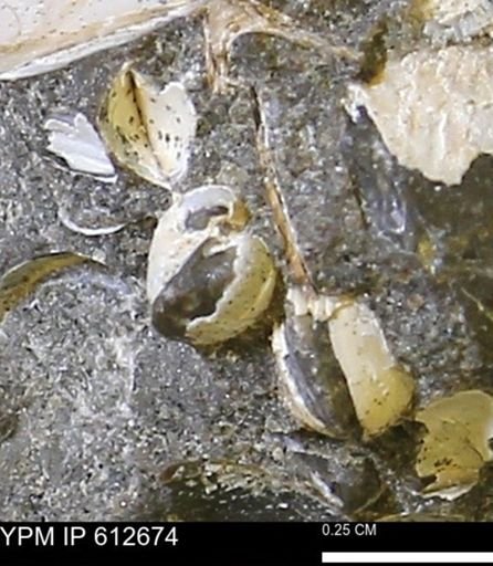 Protocardia sp.