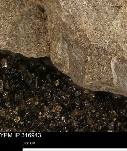 undet. Mollusca