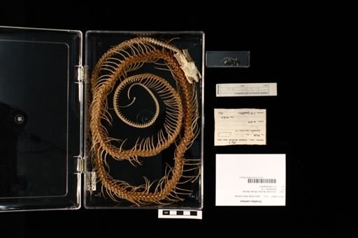 Corallus caninus