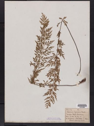 Asplenium