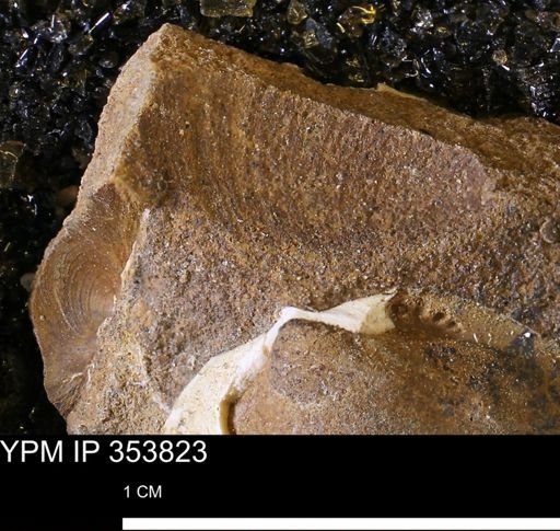 undet. Bivalvia