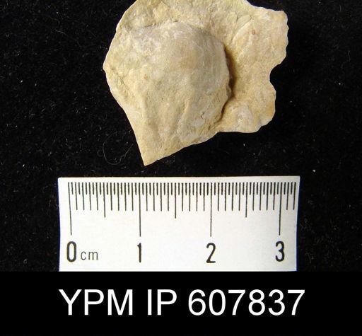undet. Strophomenida