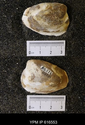 Corbicula?
