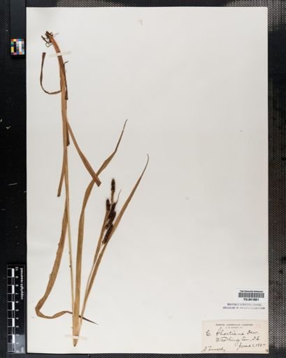 Carex shortiana