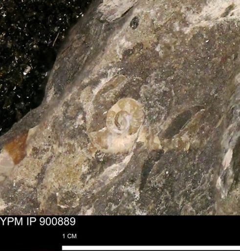 undet. Ammonoidea