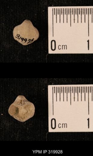 Ambocoelia planoconvexa