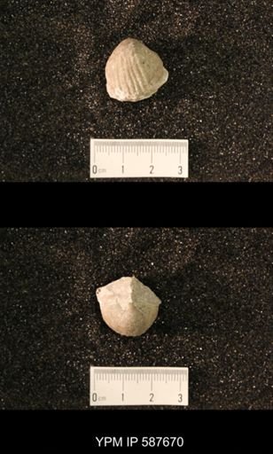 Gypidula sieberi