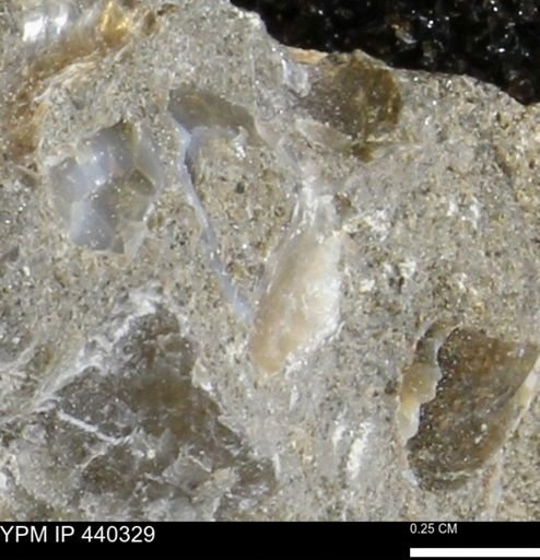 undet. Bivalvia