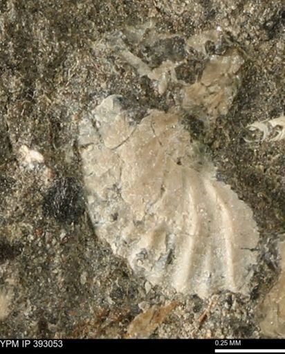 Scaphites sp.