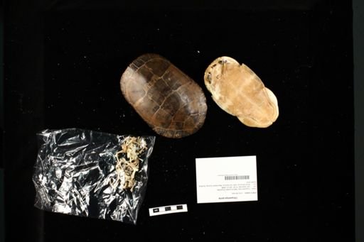 Chrysemys picta