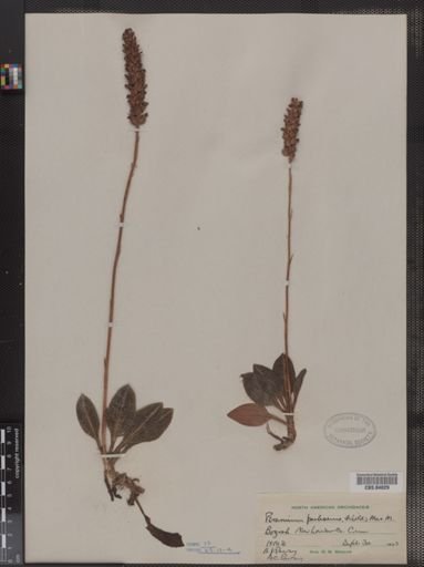 Peramium pubescens