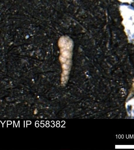 Verneuilinoides kansasensis