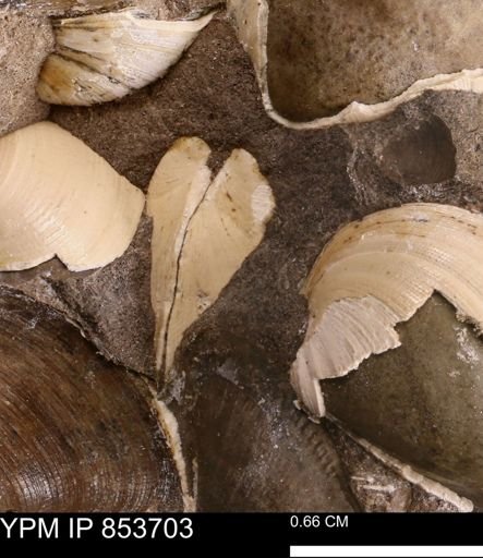 Limopsis striatopunctatus