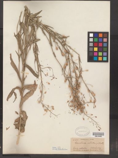 Camelina sativa