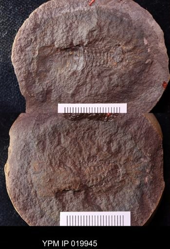 Anthracaris gracilis