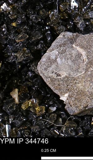 undet. Mollusca