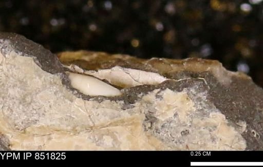 Mollusca