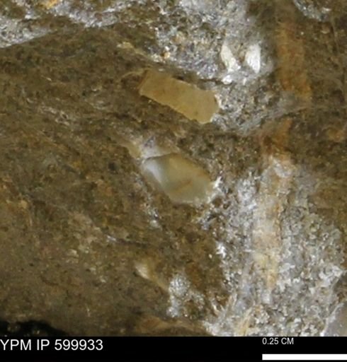 undet. Bivalvia