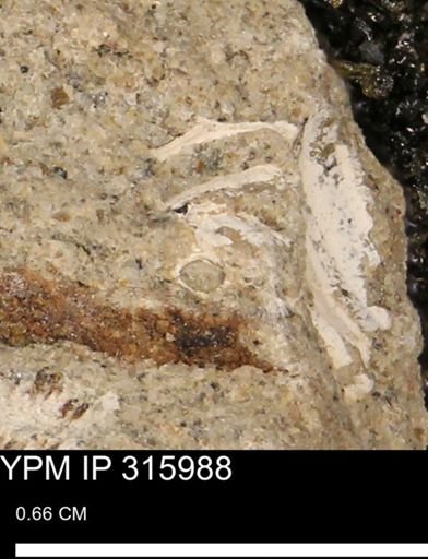 undet. Mollusca