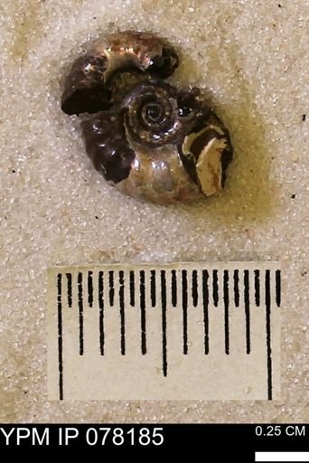 undet. Scaphitidae