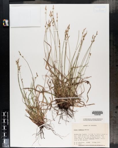 Plantae