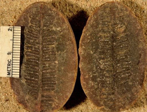 Pecopteris
