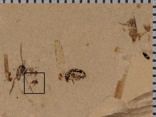 Mycetophilidae?