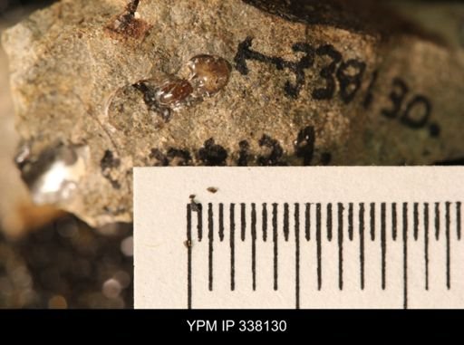 Scaphites sp.