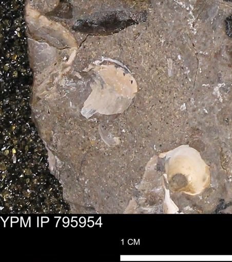 Protocardia