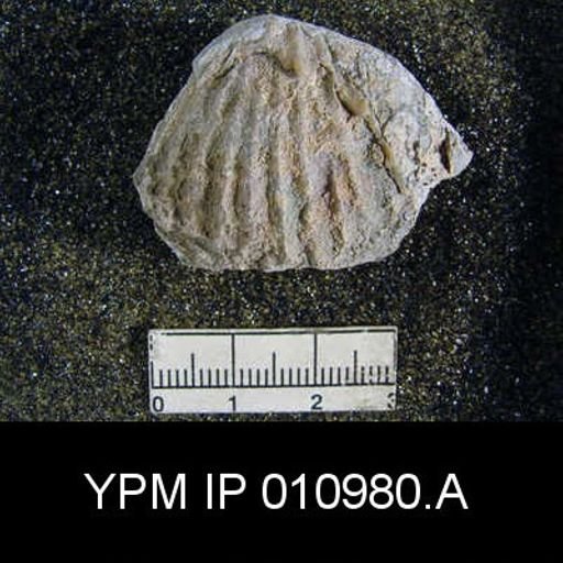 Meekella difficilis