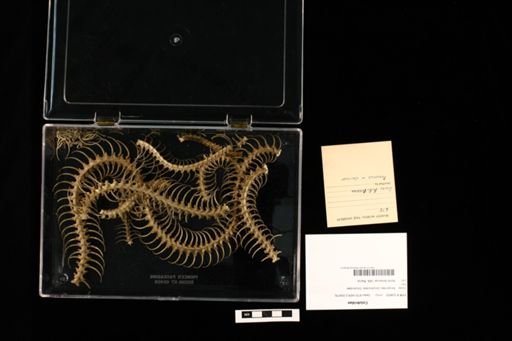 Colubridae