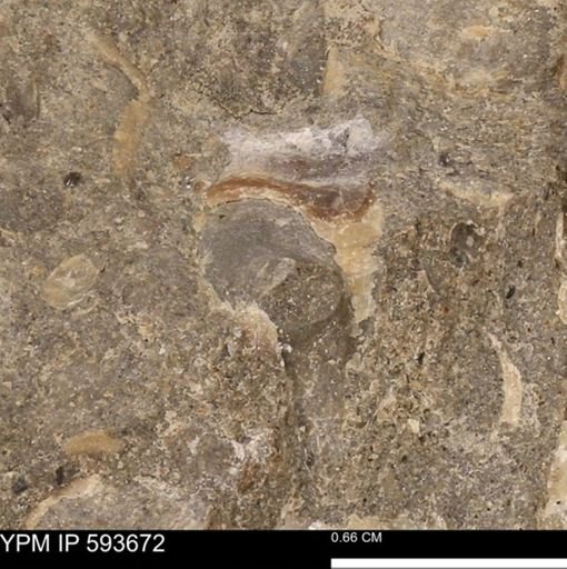 Baculites sp.