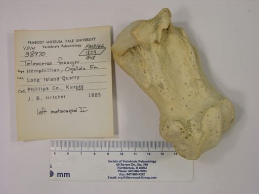 Teleoceras fossiger