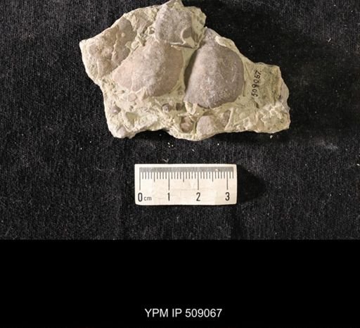 Strophomena huronensis