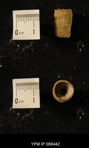 Aulacophyllum sp.
