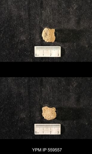 Brachiospongia digitata