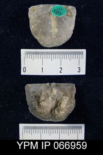 Strophonella reversa