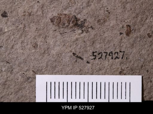 undet. Hexapoda