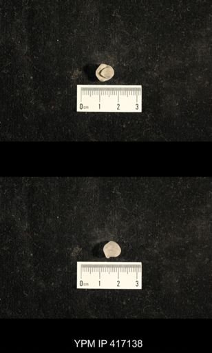 Euphemites carbonarius