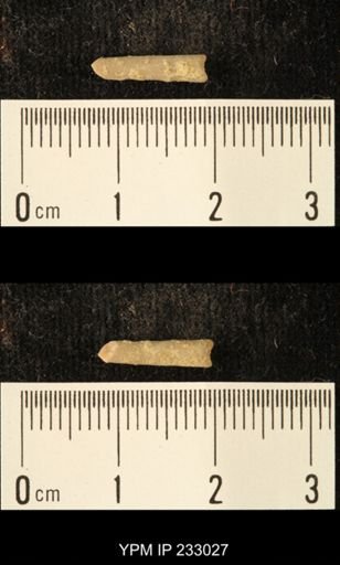Archaeocidaris sp.