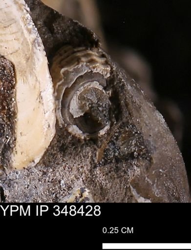 undet. Gastropoda