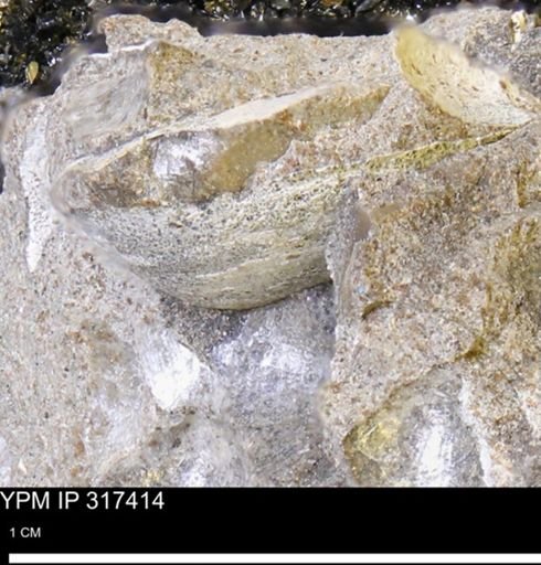 undet. Mollusca
